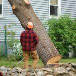 What You Ought To Know About Tree Removal