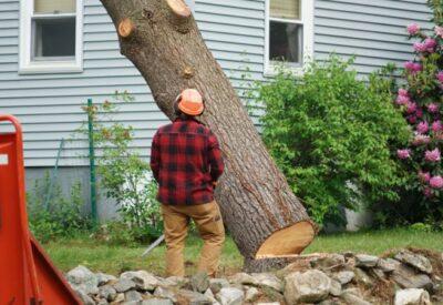 What You Ought To Know About Tree Removal