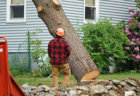 What You Ought To Know About Tree Removal