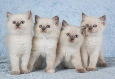 Factors to Take into Account When Choosing the Best Ragdoll Kitten