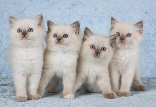 Factors to Take into Account When Choosing the Best Ragdoll Kitten