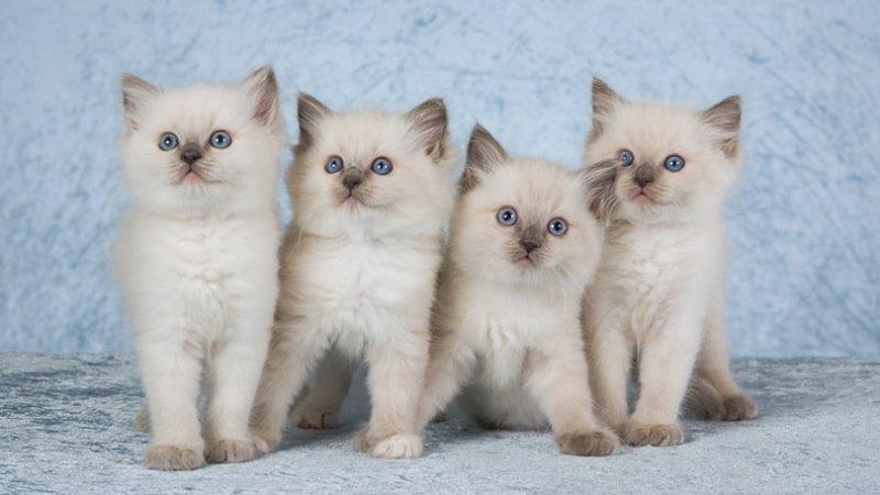 Factors to Take into Account When Choosing the Best Ragdoll Kitten