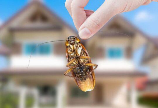Picking an Insect Control Solution