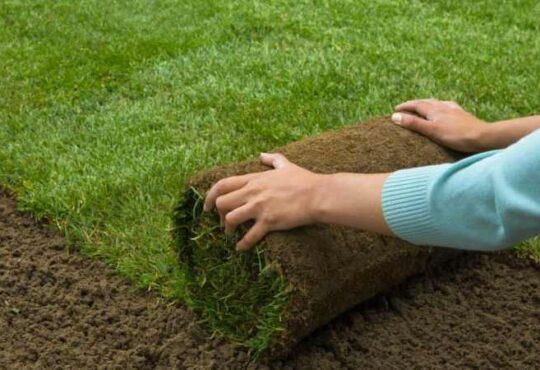 Factors to Consider when Buying Sod for Your Lawn