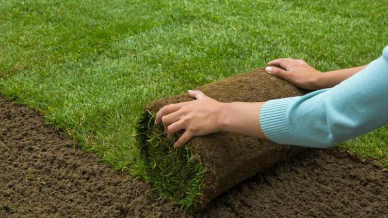 Factors to Consider when Buying Sod for Your Lawn