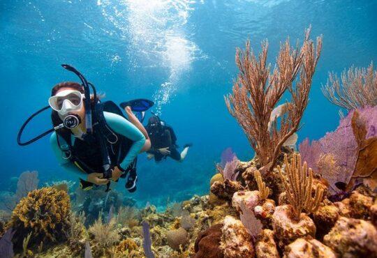 Why All Divers Should Get a Scuba Certificate