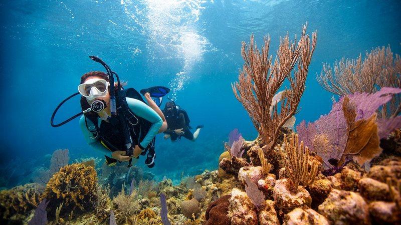 Why All Divers Should Get a Scuba Certificate